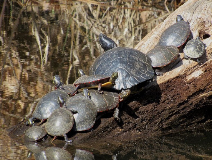 Midland Painted Turtles